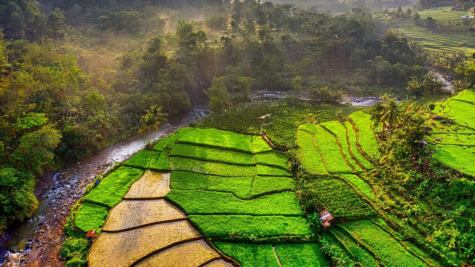 Pemandangan sawah terasering saat matahari terbit dilihat dari udara